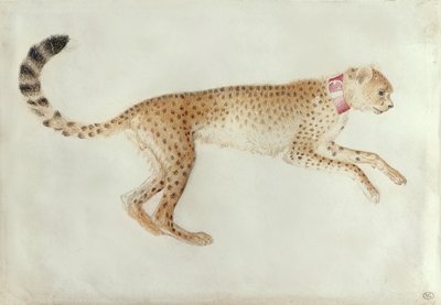 Springende cheetah met een rode halsband door Antonio Pisanello